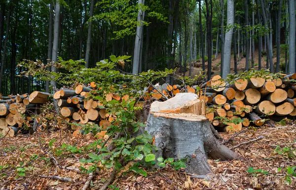 樹木被砍伐 樹木被砍伐
